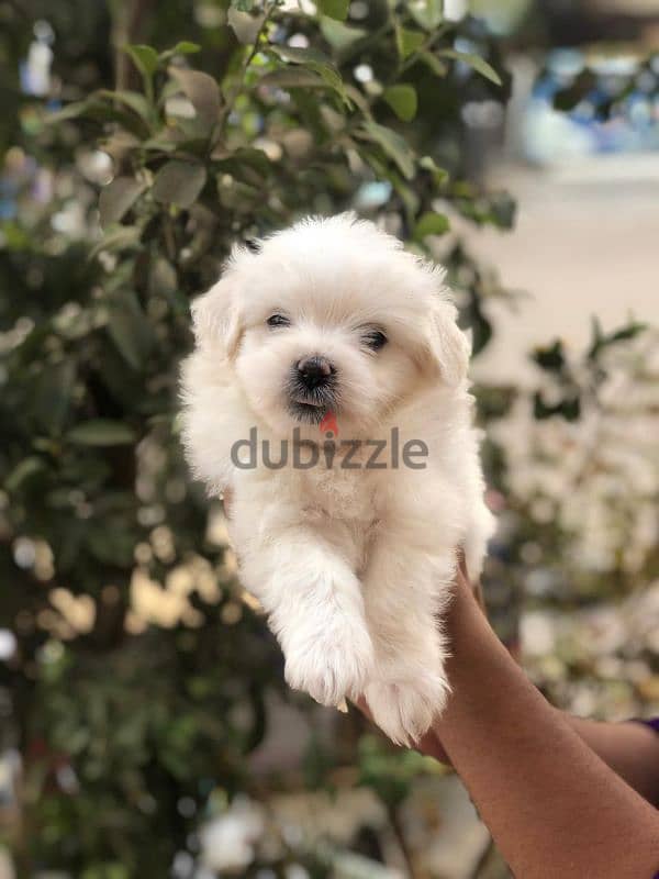 (هافنيز)havanese puppy 45 day's 1