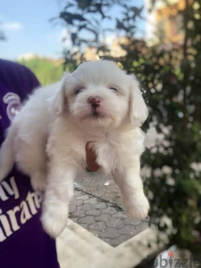 (هافنيز)havanese