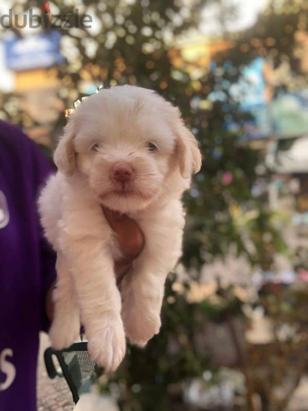 (هافنيز)havanese puppy 45 day's 2