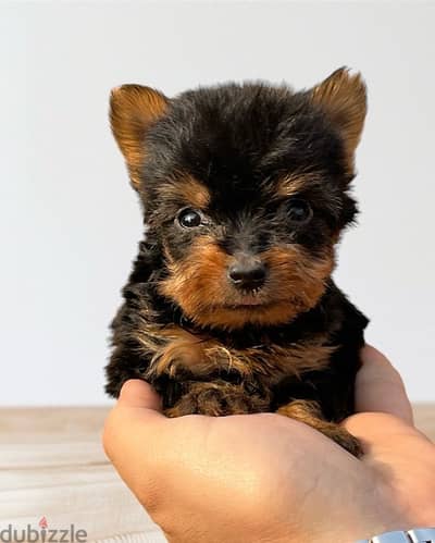 yorkshire puppies (teacup)