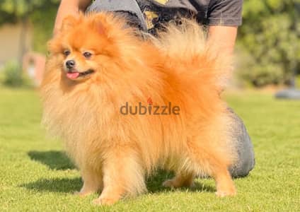 ‎بومرينيان Pomeranian golden chow chow rottweiler german