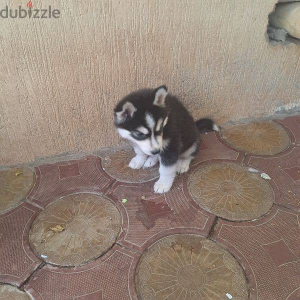 Husky bubbie 2