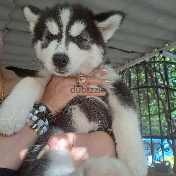 Husky bubbie 3