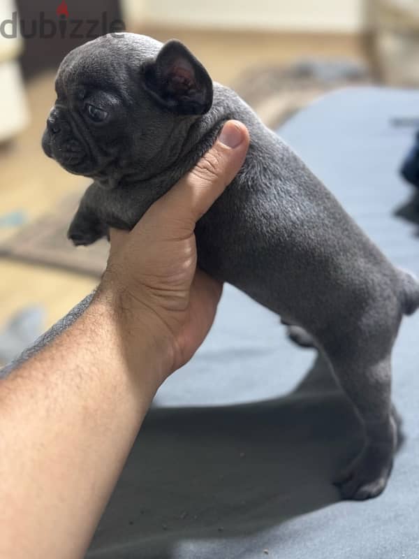 french bulldog 1