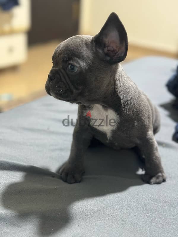 french bulldog 2