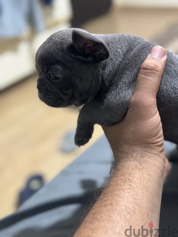 french bulldog 3