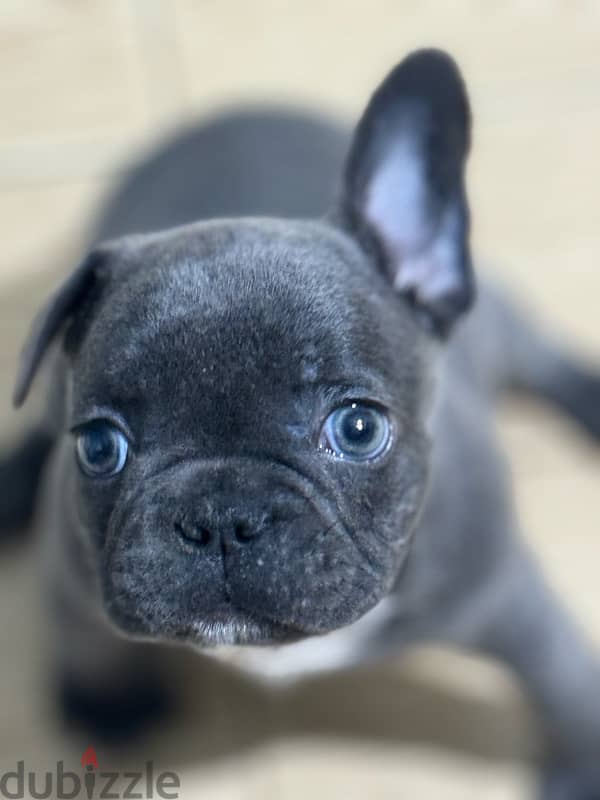 french bulldog 4