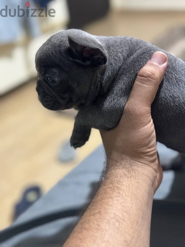 french bulldog 5