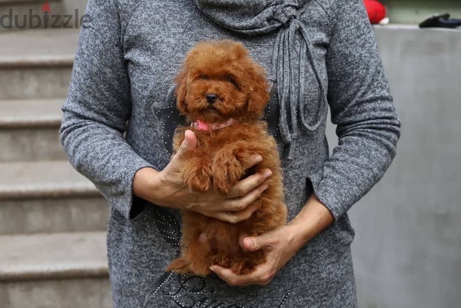 Female Poodle Dog for Sale From Europe 1