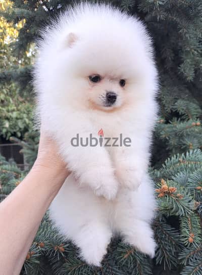 Pomeranian Dog White Color From Europe With All Documents