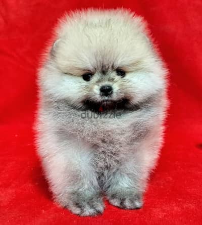 Pomeranian Puppy for Sale With All  Documents