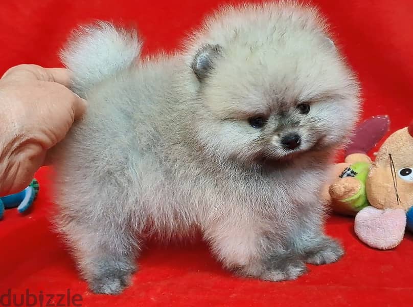 Pomeranian Puppy for Sale With All  Documents 1