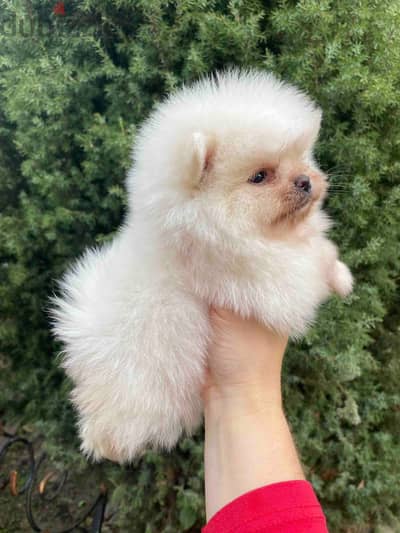 Buy Adorable Pomeranian Puppy for Sale From Europe