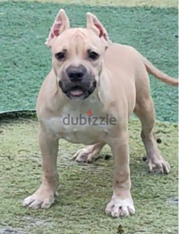 male American bully 2