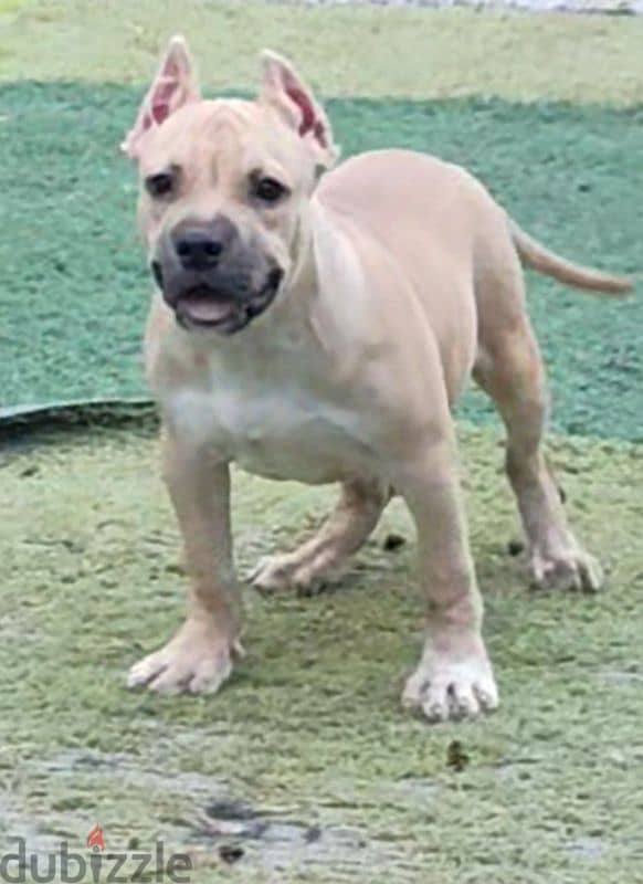 male American bully 3