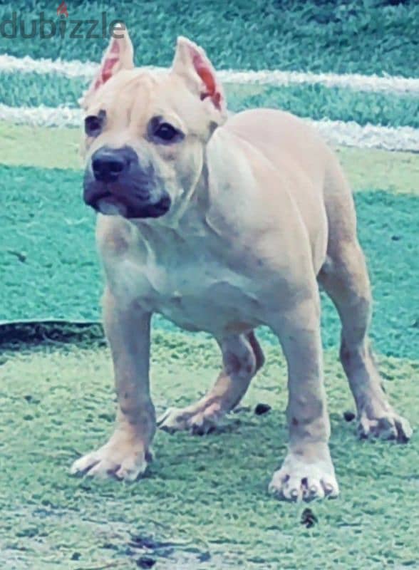 male American bully 4