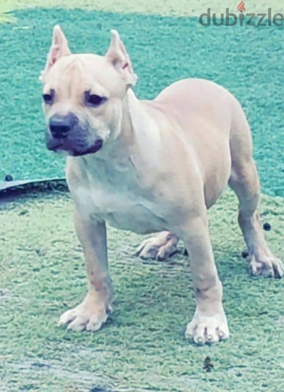 male American bully 5