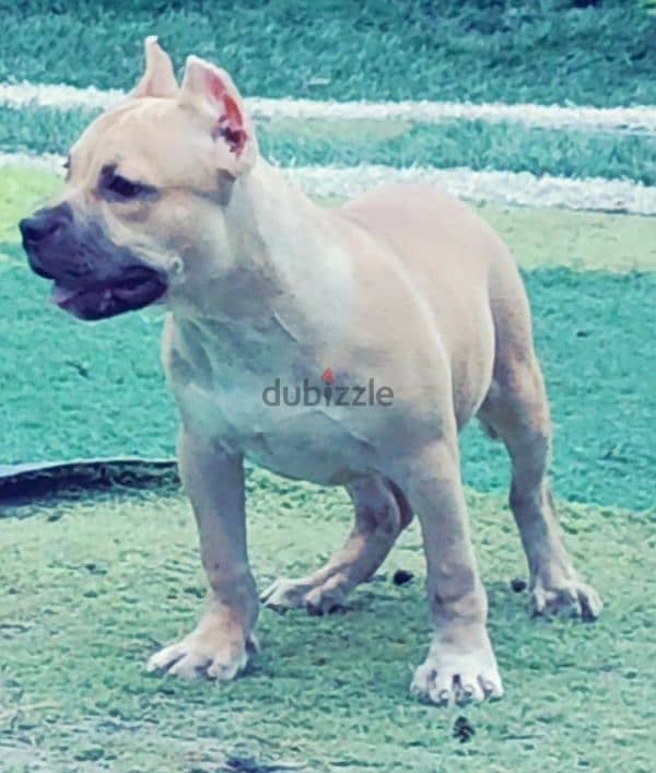 male American bully 6