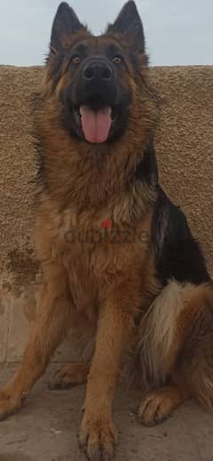 بنوتة للبيع - German shepherd 0