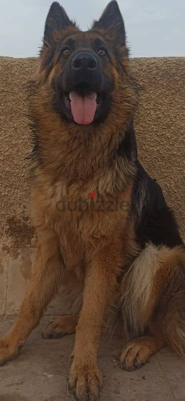 بنوتة للبيع - German shepherd