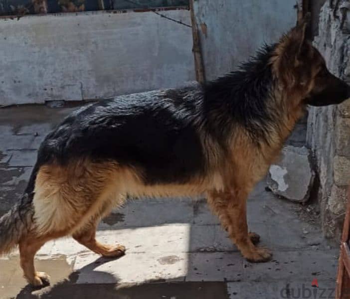 بنوتة للبيع - German shepherd 1