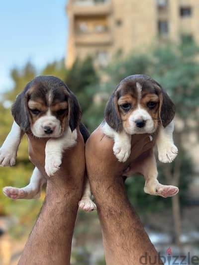 Beagle بيجل