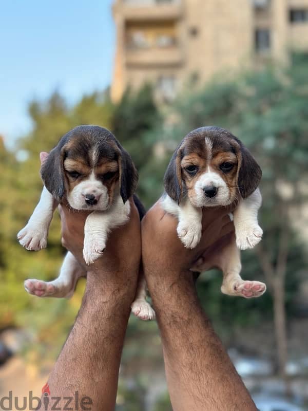 Beagle بيجل 1