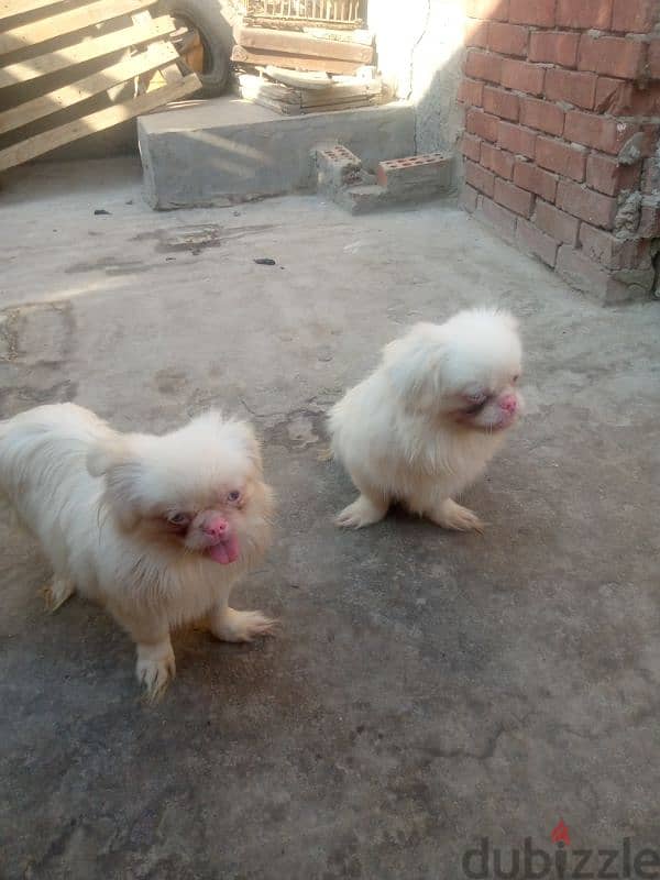 Albino bekinges 3