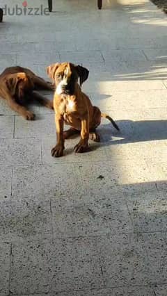 boxer puppy كلب بوكسر 0