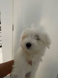 مالتيز من الخليج - Pure Mini Maltese 0