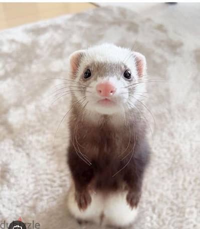 ferret