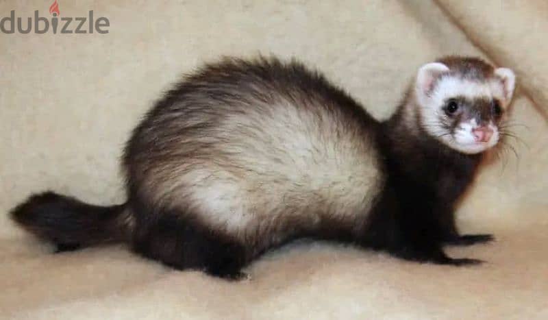 ferret 3