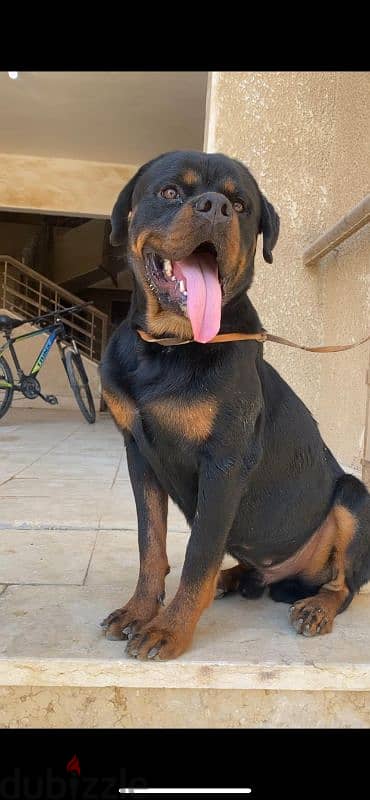 male rottweiler champion bloodline