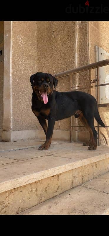 male rottweiler champion bloodline 1