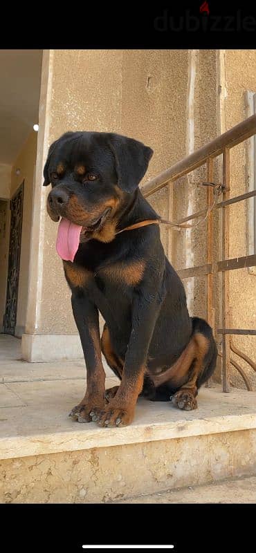 male rottweiler champion bloodline 2