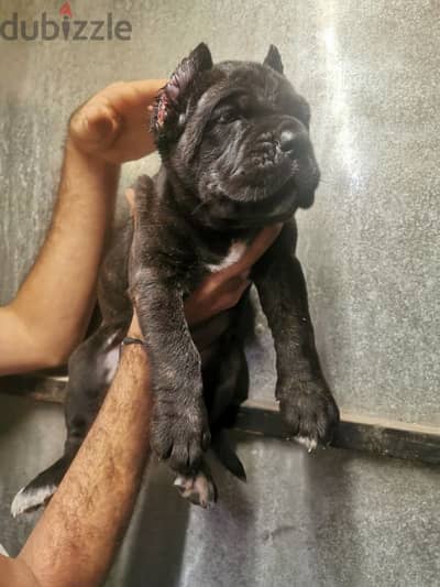 اجمل جراوي كين كورسو cane corso