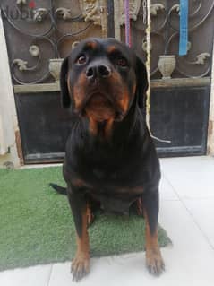 كلبه حامل روت وايلر الماني  Rottweiler female 0