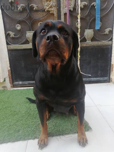 كلبه حامل روت وايلر الماني  Rottweiler female