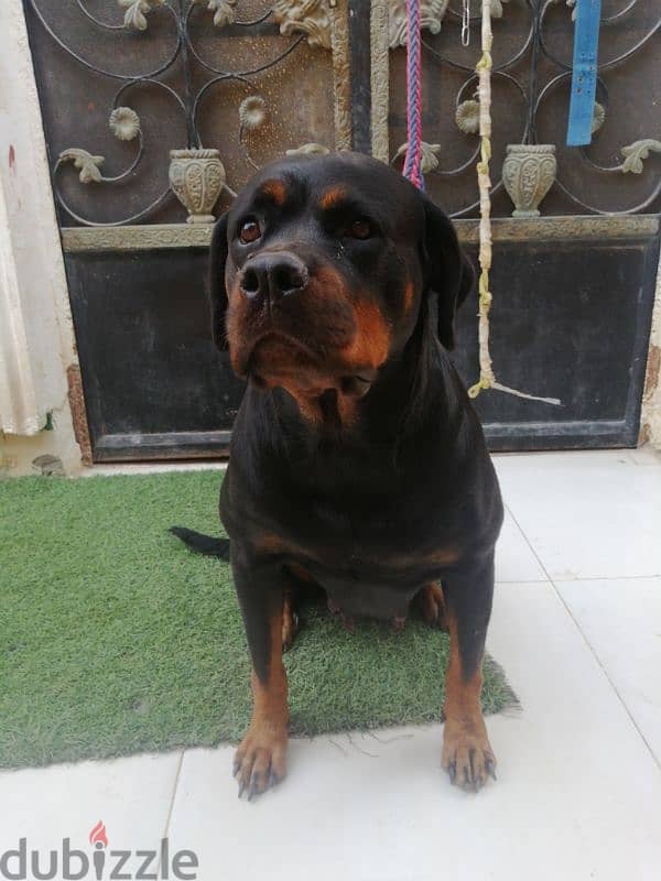 كلبه حامل روت وايلر الماني  Rottweiler female 1