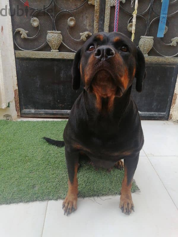 كلبه حامل روت وايلر الماني  Rottweiler female 2