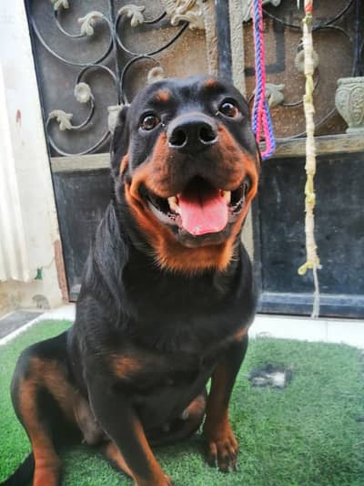 كلبه حامل روت وايلر الماني بيور Rottweiler female