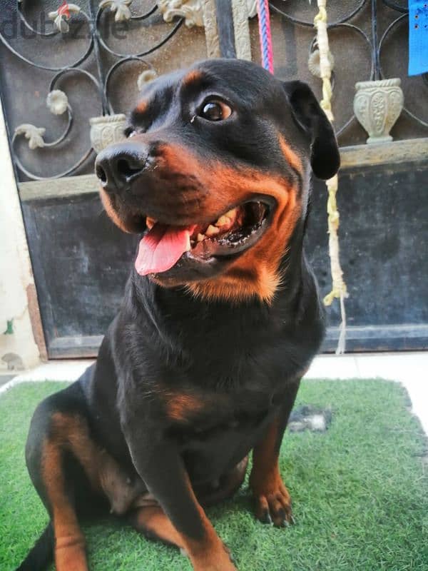 كلبه حامل روت وايلر الماني بيور Rottweiler female 2