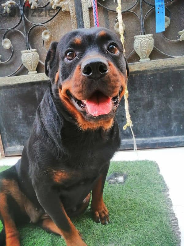 كلبه حامل روت وايلر الماني بيور Rottweiler female 3