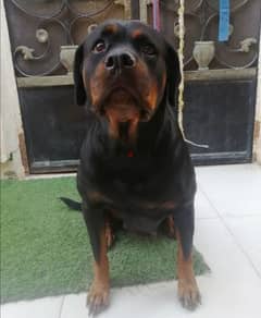 كلبه حامل روت وايلر الماني Rottweiler female 0