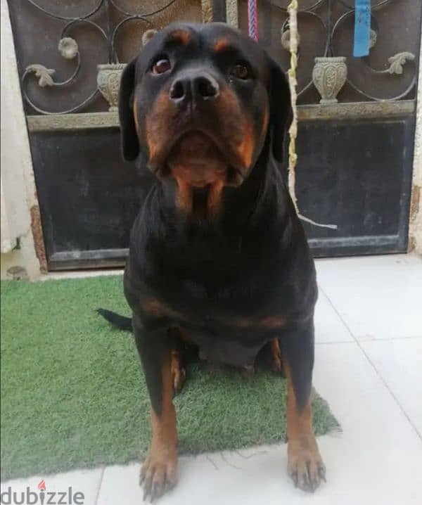 كلبه حامل روت وايلر الماني Rottweiler female 1