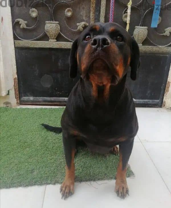 كلبه حامل روت وايلر الماني Rottweiler female 2