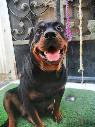 كلبه حامل روت وايلر الماني Rottweiler female