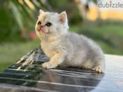 British Shorthair Silver 0