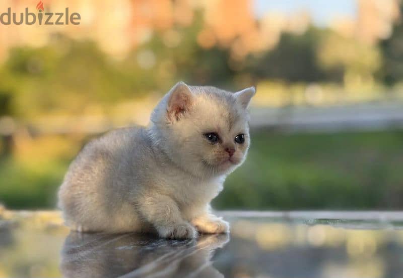 British Shorthair Silver 1