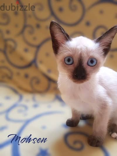 the most beautiful سيامي سيامى SIAMESE kittens in egypt